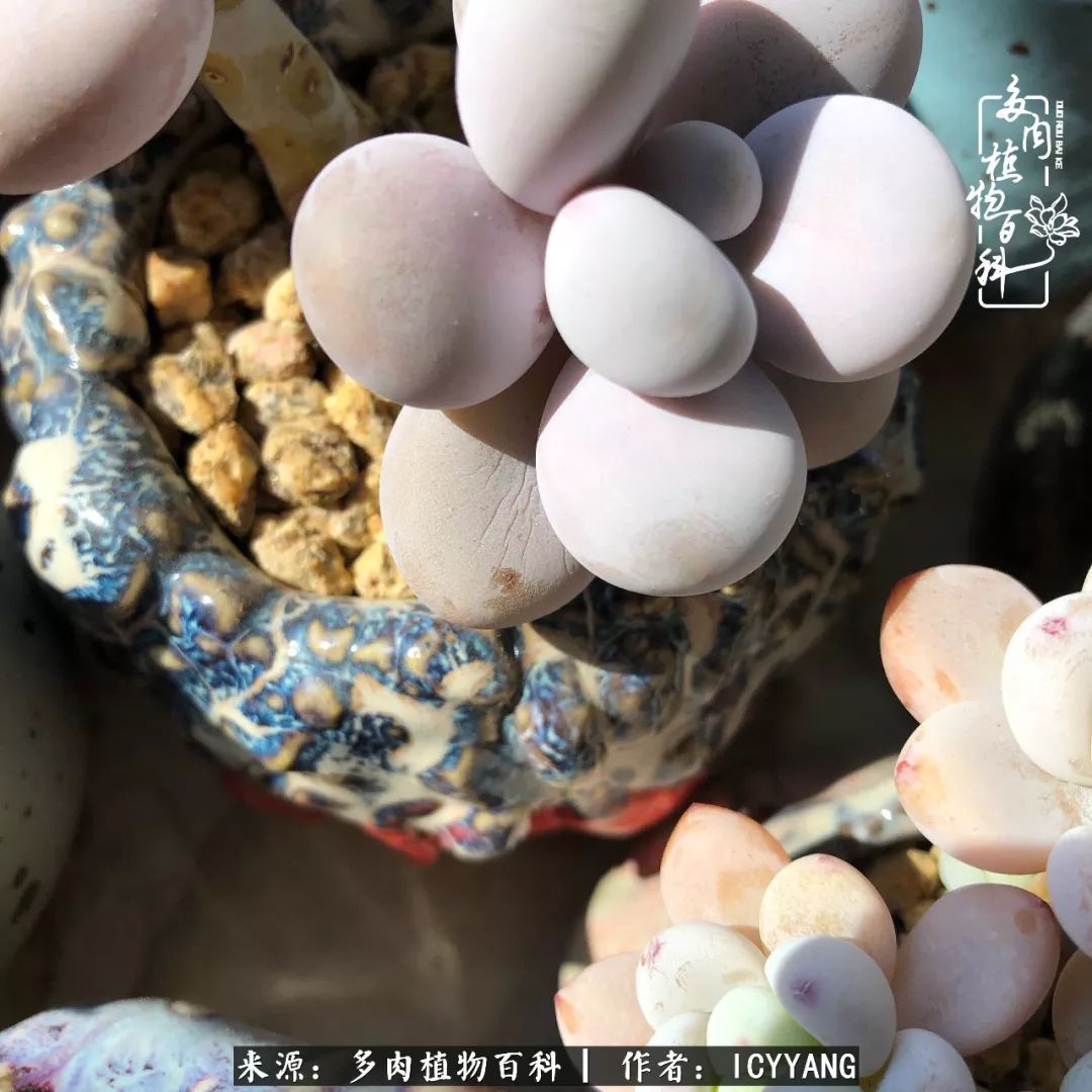 多肉隔着玻璃晒太阳效果好吗,隔着玻璃养的多肉照样长得好