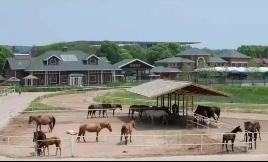 秦皇岛昌黎马术俱乐部,秦皇岛马术训练营