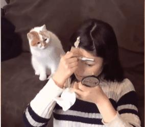 宿舍为什么不可以养猫,该不该在宿舍养猫