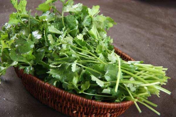 家庭盆栽香菜想要出芽率高，种子处理有技巧，种一盆够一家人吃