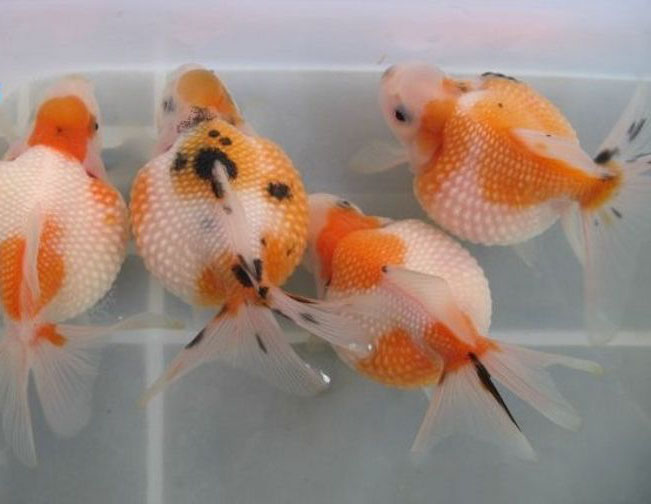 金鱼常见的种类大全,常见的十种金鱼类型有哪些