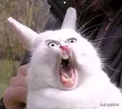 沙雕手办日本小哥,日本沙雕手办小哥哥