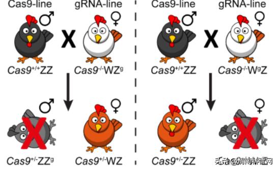 性别决定基因小鼠,基因编辑改变性别