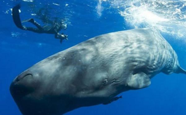 史上五大恐怖深海生物,海洋十大恐怖鱼