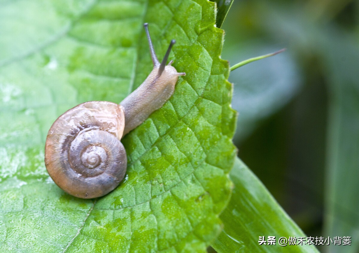 种植蔬菜蜗牛很多怎么办,蔬菜上的蜗牛用什么方法治