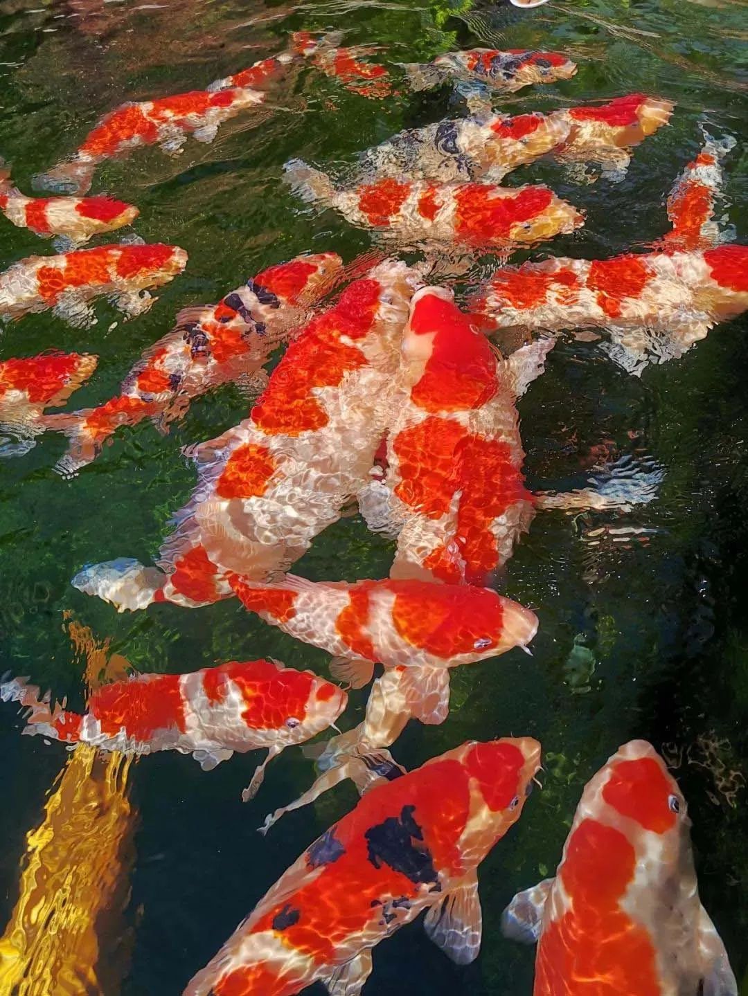 锦鲤怎么着色才好看,锦鲤观赏鱼怎么增色