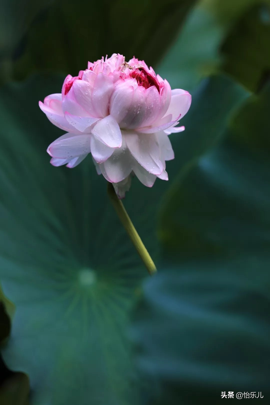 为何古今皆钟爱并蒂莲图？一片红情绿意，愿生生总开一处