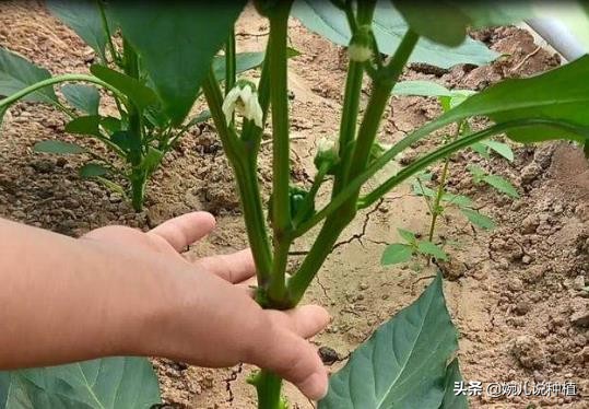 果树蔬菜生根壮根配方，见效快，扎根稳，不伤根，7天根深叶茂