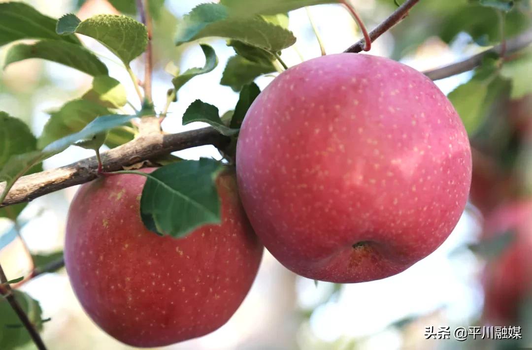又香又脆又甜的苹果,好吃的苹果又脆又甜青苹果