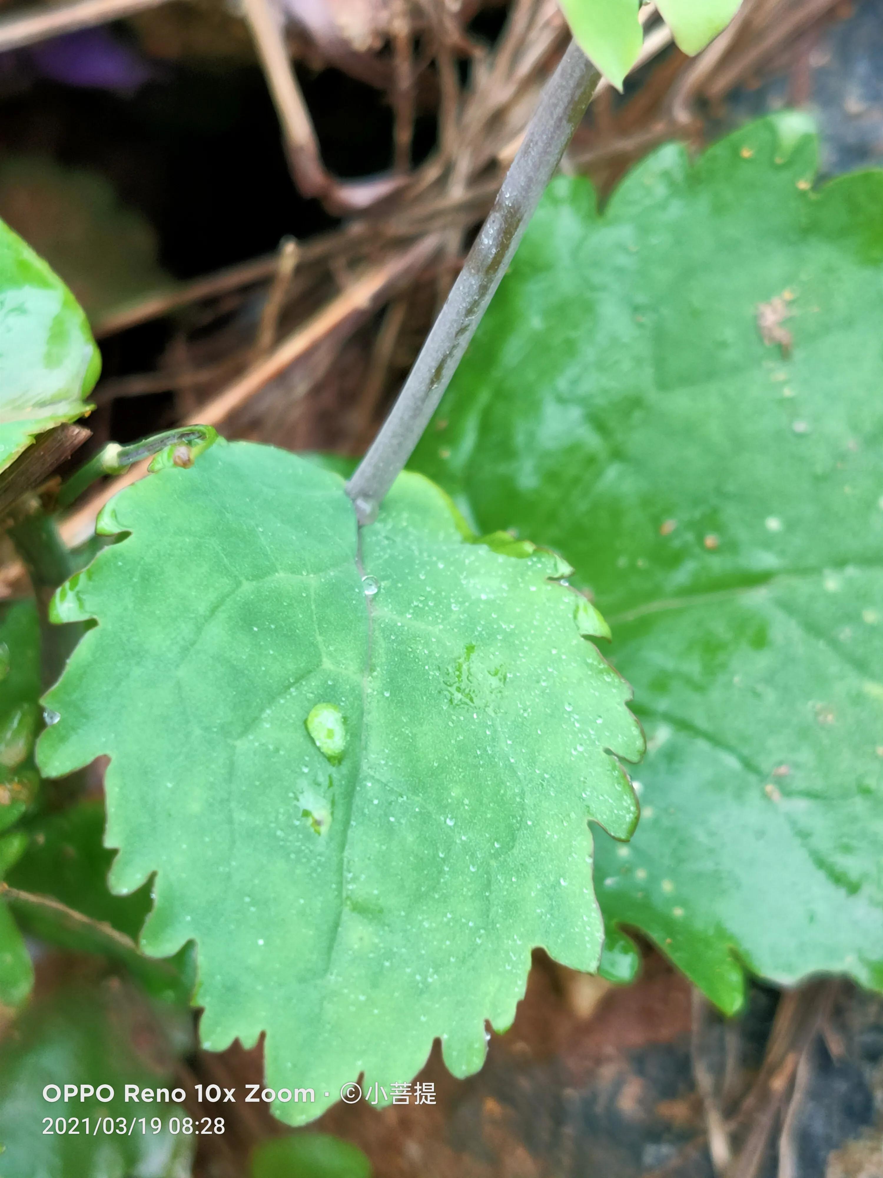 这种植物为成就蜀国屡次北伐功不可没