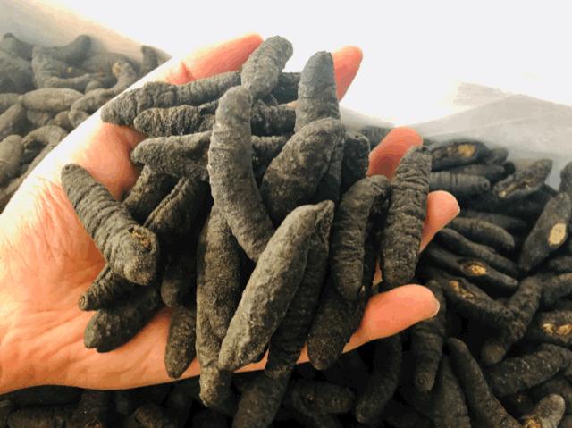 中国最好的海刺海参,黄金刺参西沙群岛深海纯野生海参