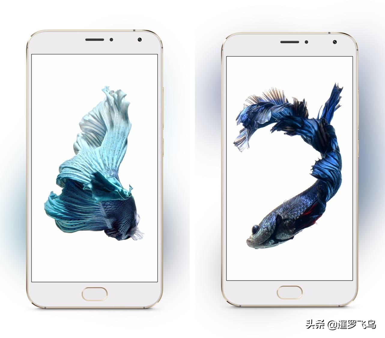 泰国宣布暹罗斗鱼为“国鱼”*旗国**鱼身价百倍