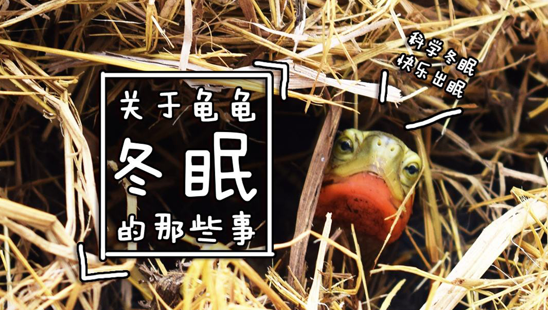 黄缘龟闭壳怎么办,黄缘闭壳龟经营方法