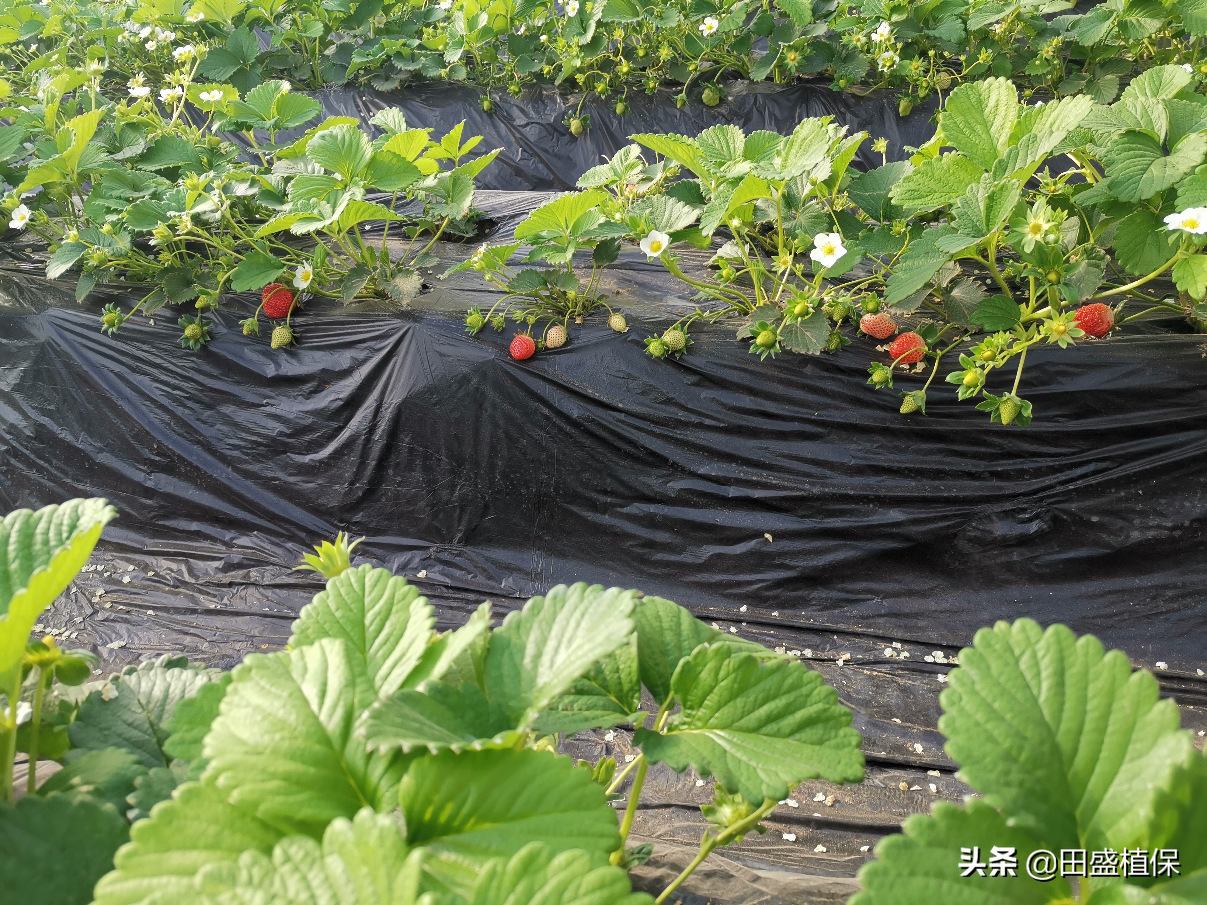 草莓种植离不开精准科学管理,草莓优质高产种植方案之病虫害