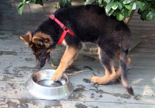 德国牧羊犬真的可怕吗知乎,德国牧羊犬恐怖秘密