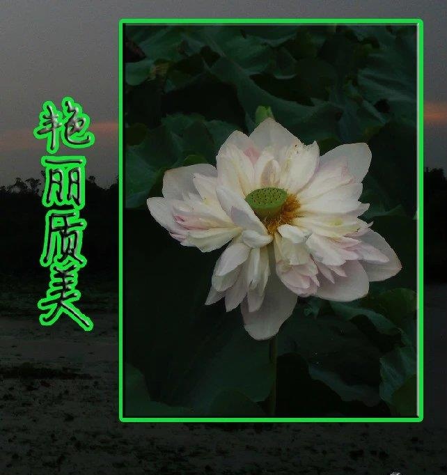 丑小鸭变白天鹅真实改编,丑小鸭摇身一变白天鹅