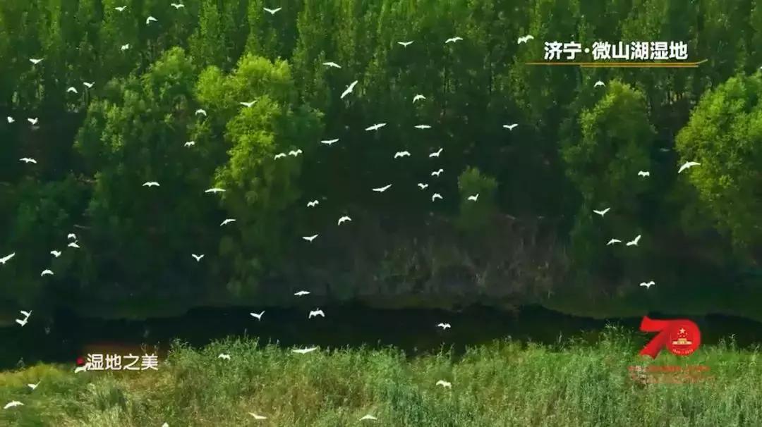 济宁任城湿地公园荷花,济宁莲花湿地