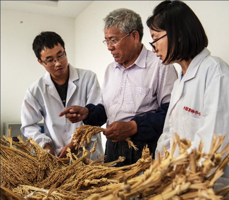 新时代最美常熟人系列报道之二：水稻育种专家端木银熙