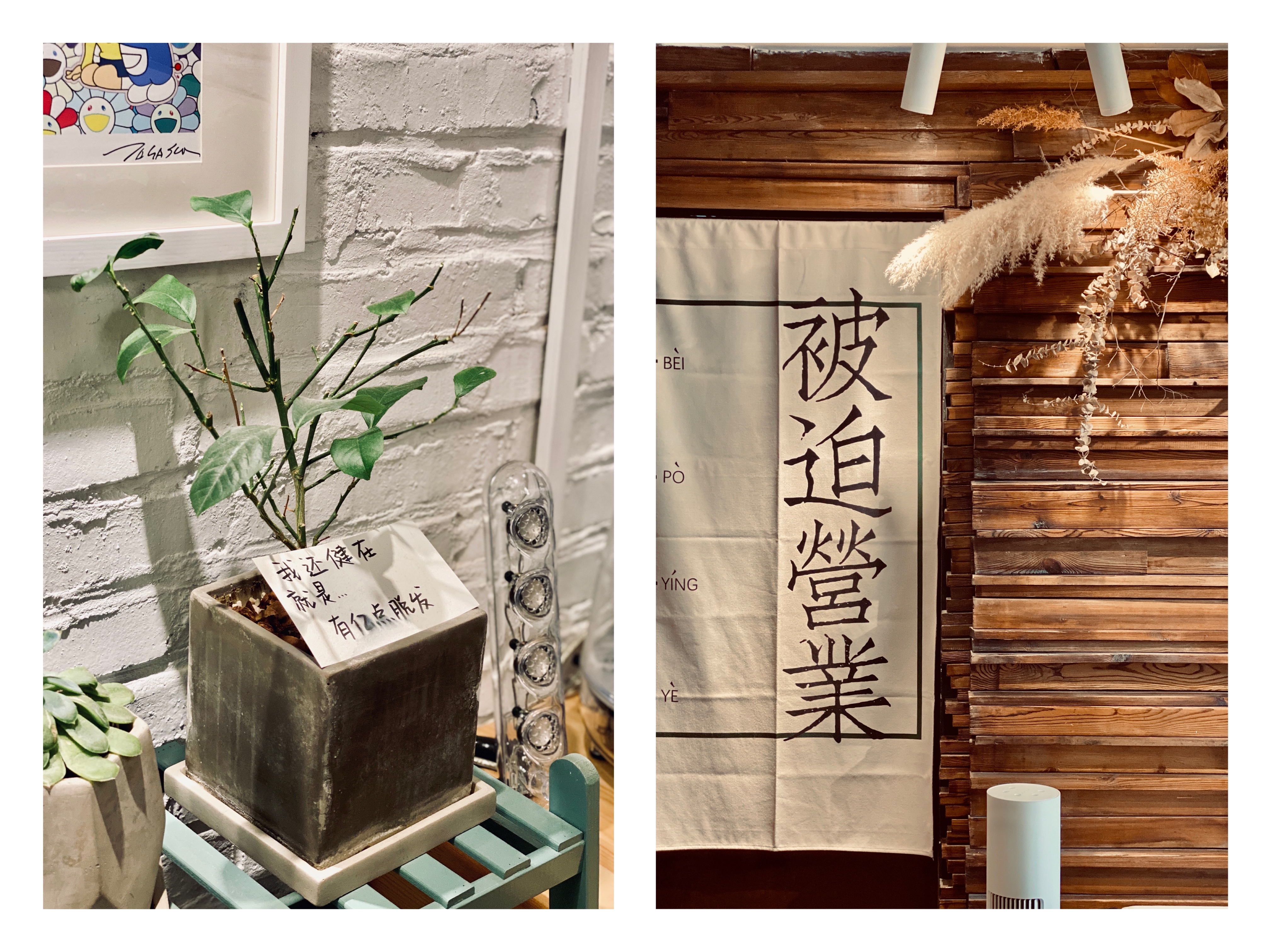 撸动物的网红店顺德,撸小动物的网红店北京世纪金源