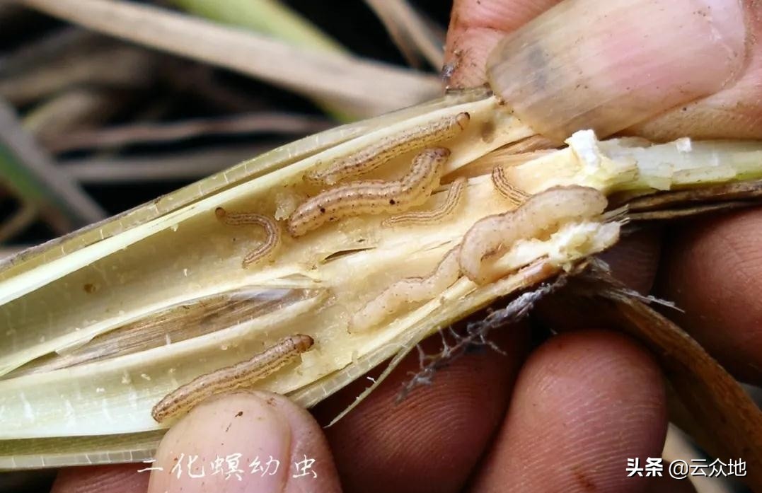 稻螟虫危害方式,稻田中螟虫的防治小妙招