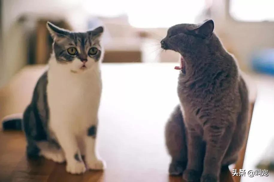 猫咪分离焦虑症的表现,猫咪分离焦虑是怎么形成的