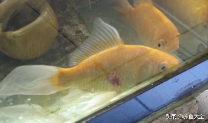 鱼的鳞片掉了还能长出来吗,鱼掉了鳞片怎么恢复