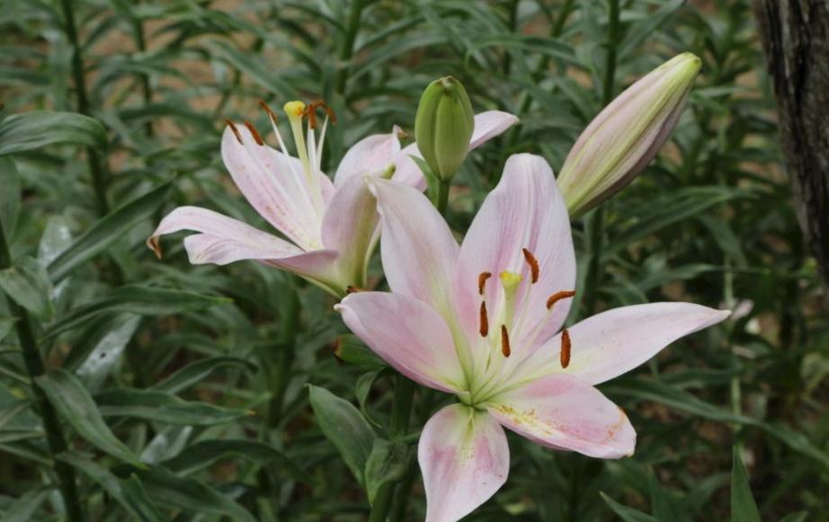 盆栽百合开花时要怎么养,盆栽百合开花后怎么打理还会开花