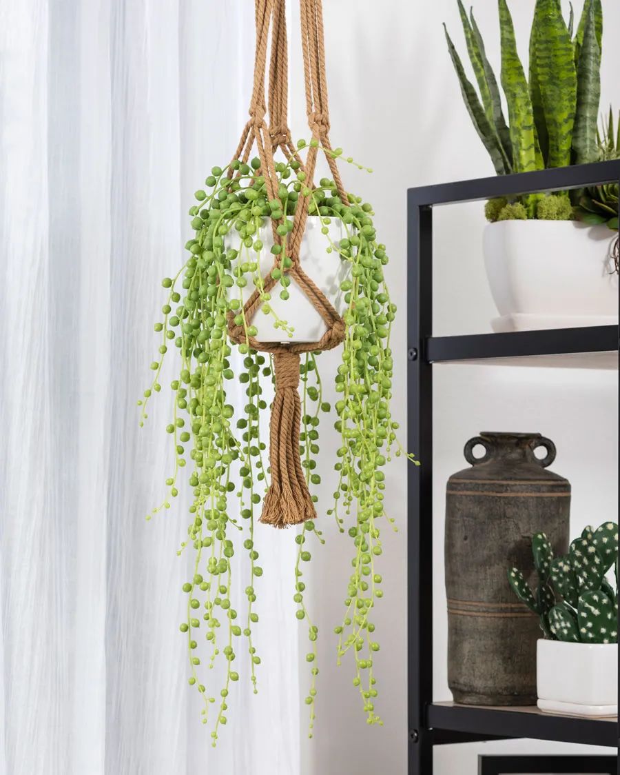 花卉吊兰100种,吊兰绿植盆栽第一名