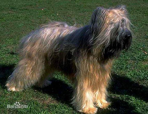 宠物狗大全免费观看,什么狗最好养又听话又聪明大型犬