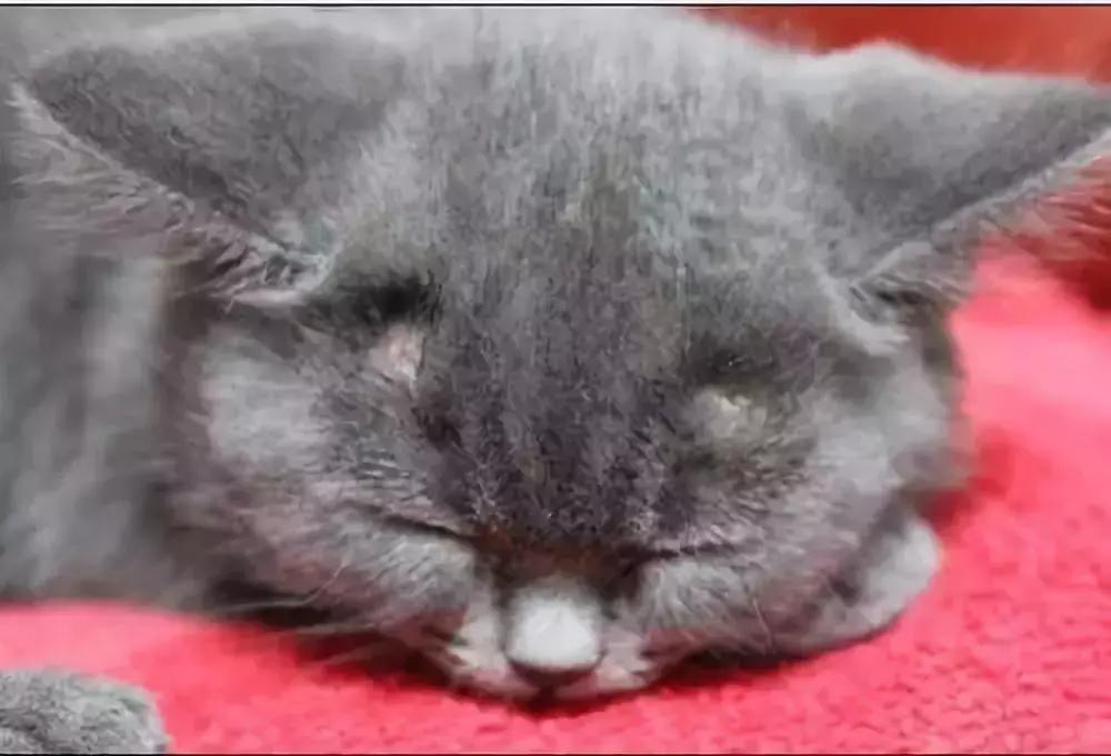 猫癣传染给人的症状,猫身上有猫癣怎么办