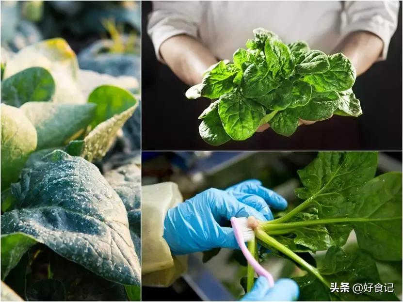 为什么巴奴只开在河南,巴奴董事长杜中兵简介