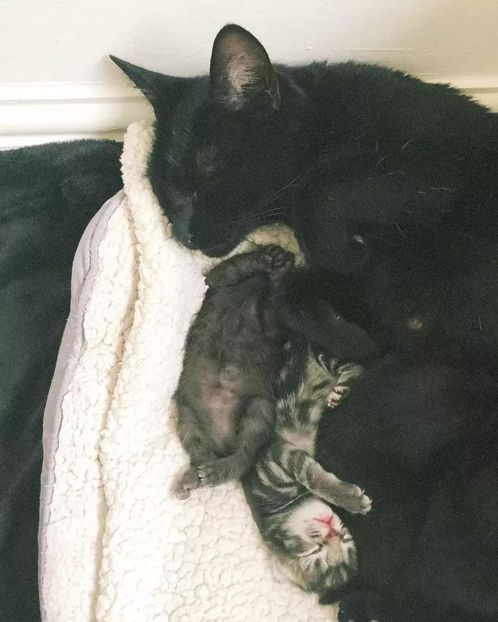 可怜的猫咪被一个小孩救了一命,可怜猫咪被冻死