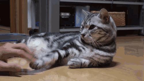 被猫抓伤得猫抓病的几率,女孩被猫感染