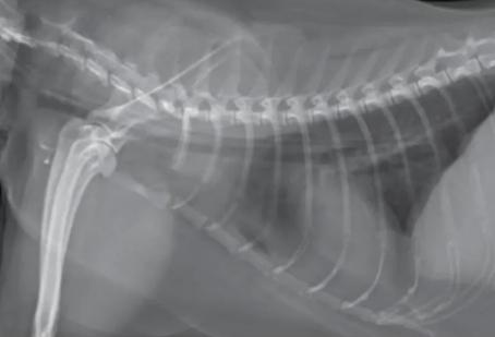 猫咪呕吐的原因及处理方法图解,猫咪呕吐没消化的猫粮如何处理