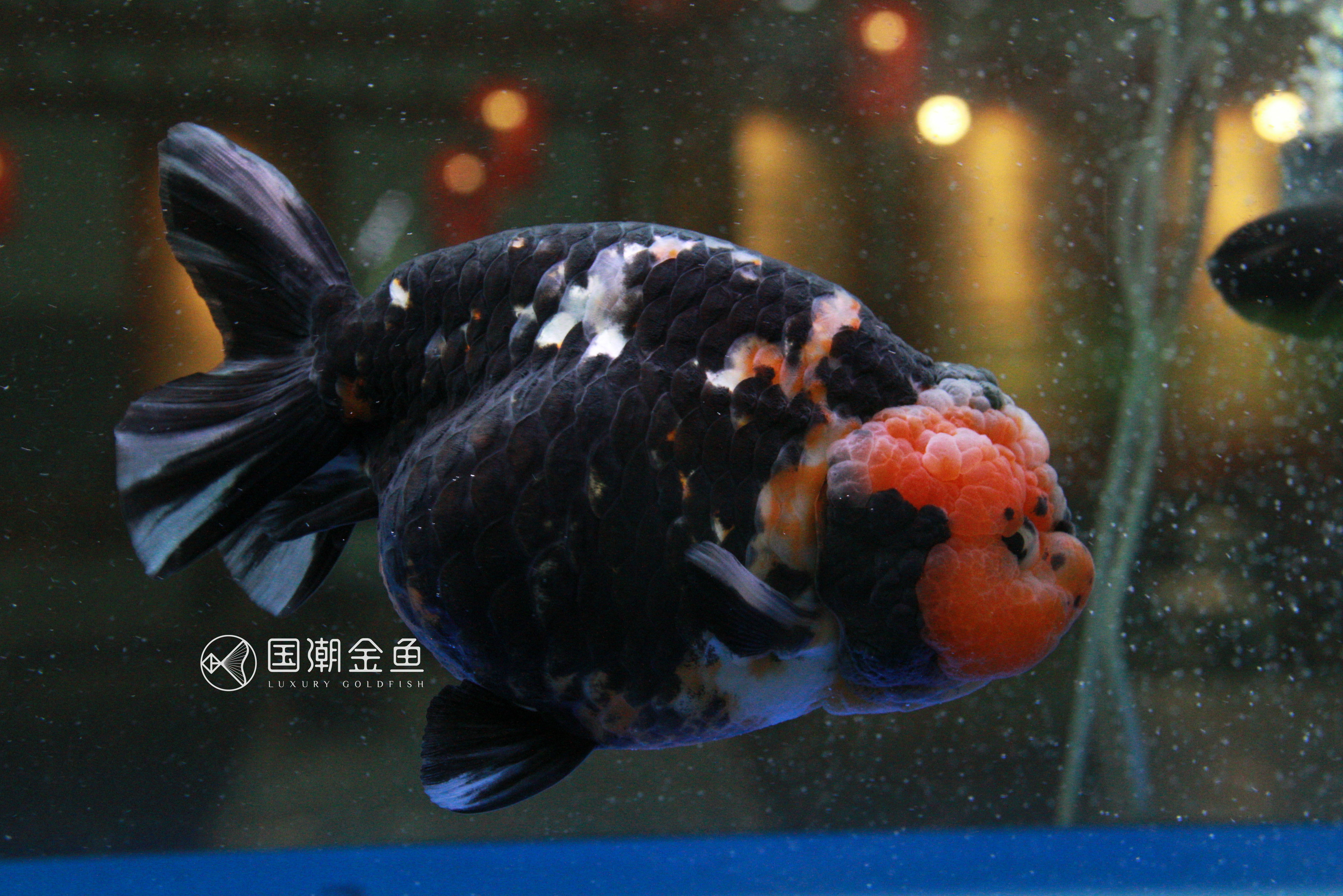 如何养金鱼保持水清澈,养金鱼怎么才能使水变清