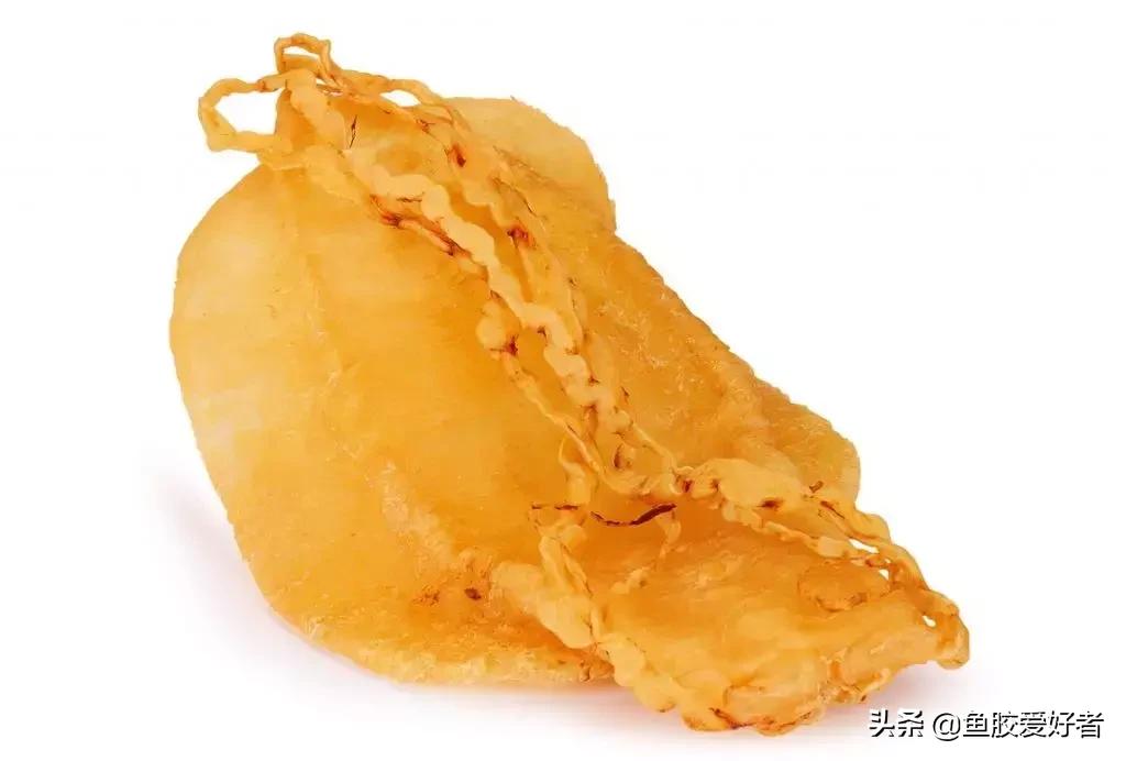 花胶怎么挑选公母,公花胶和母花胶怎样分别