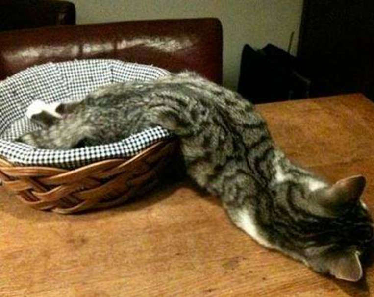 只需一个容器，你就能收获一滩“液体猫”