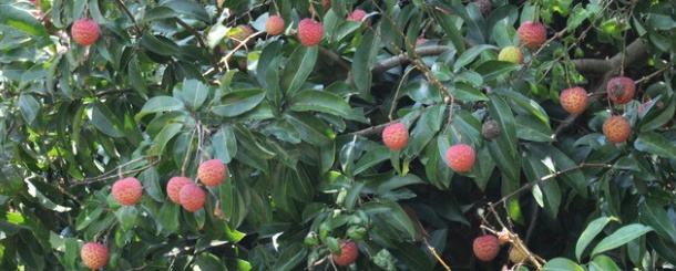 荔枝高产栽培技术海南荔枝,三月红荔枝高产栽培技术