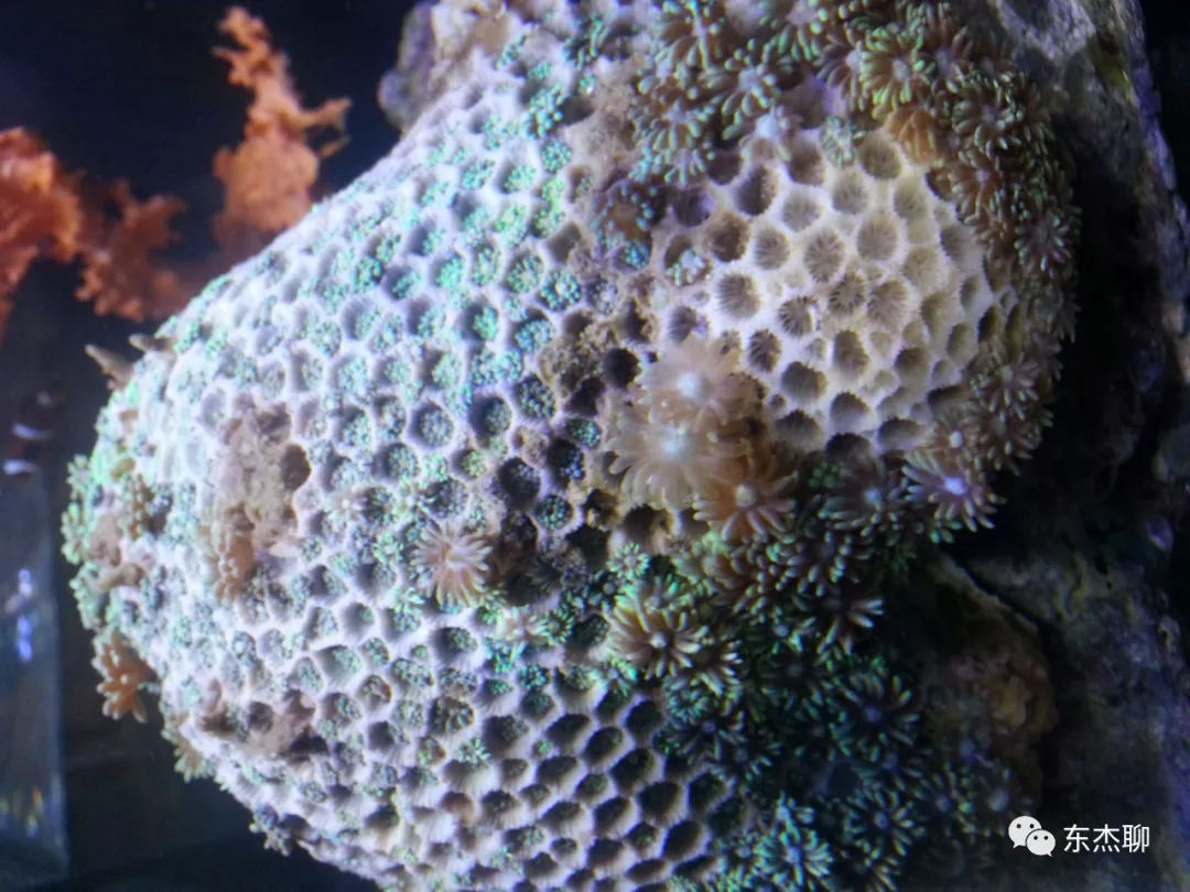 lps和sps可以一起养吗,哪些lps适合新手养