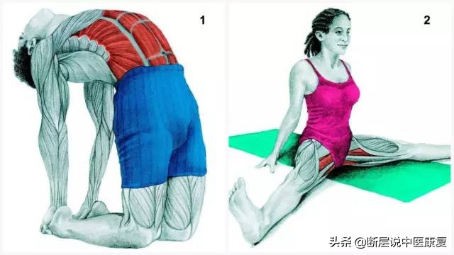 拉伸训练彩色图谱pdf电子版,常见肌肉拉伸合集