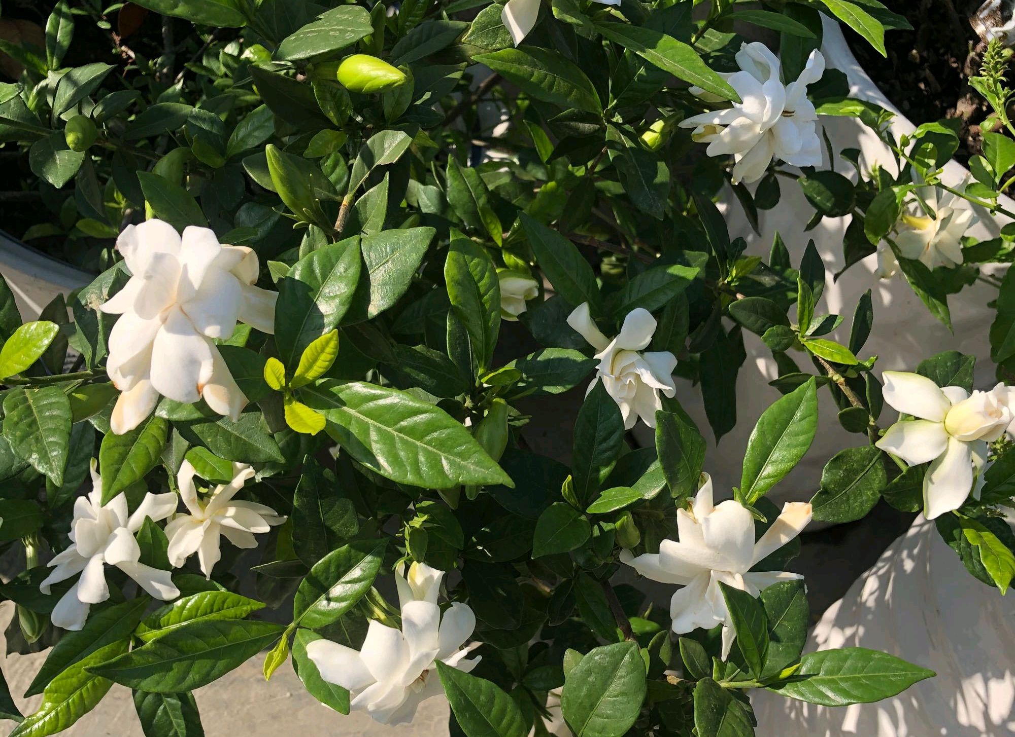 栀子花生桩水培叶子要剪光吗,栀子花水培生根后冬天可以移栽吗