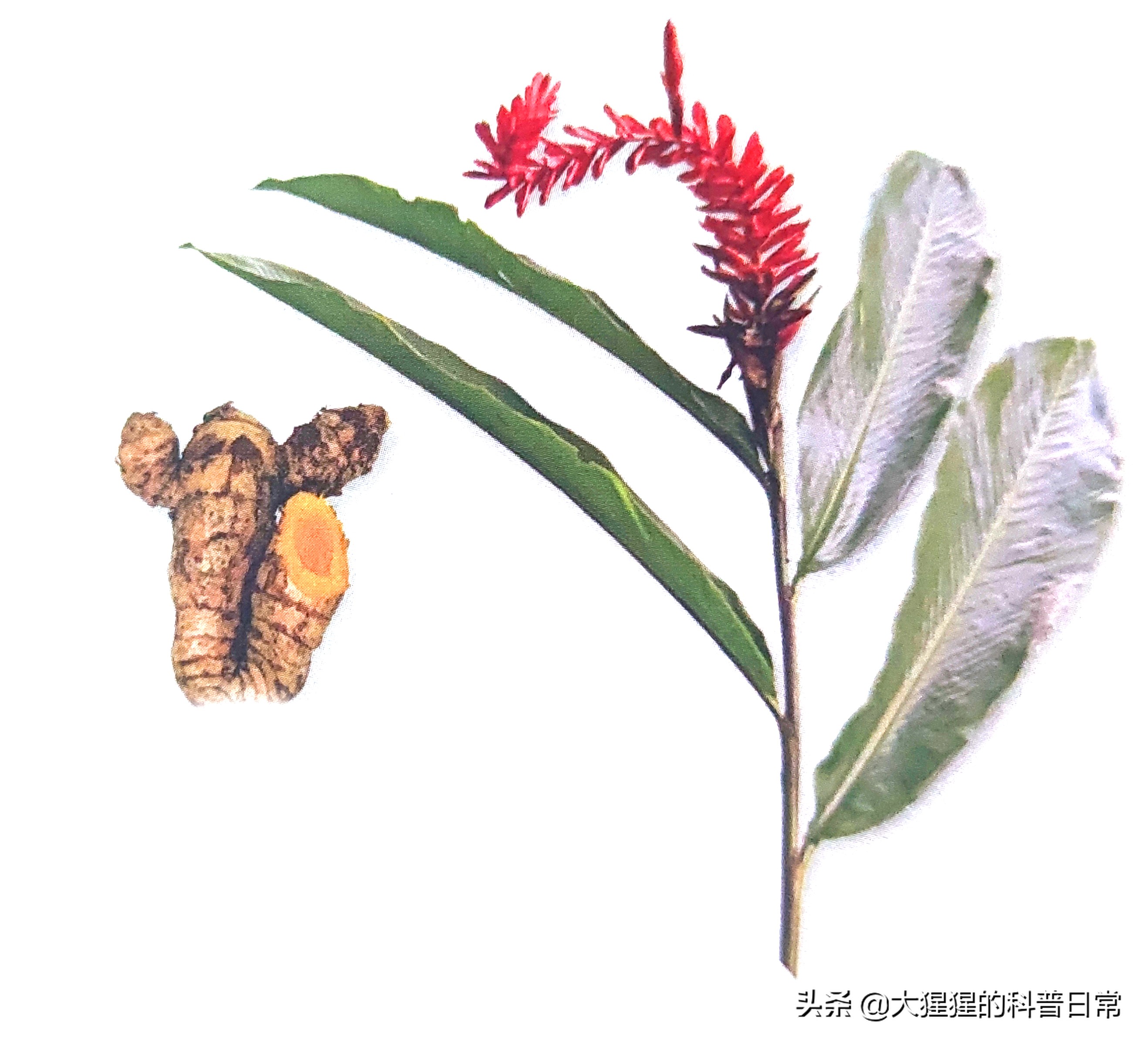 单子叶植物双子叶植物的简图,单子叶植物叶脉是什么