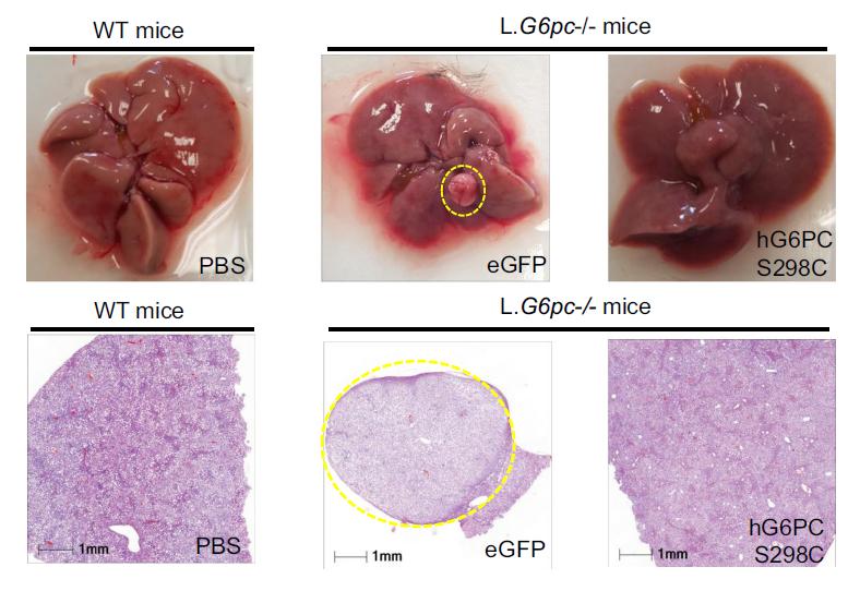 moderna新冠疫苗进展神速,moderna最新疫苗数据