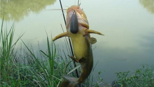 串钩的钓法与技巧视频,滑钓串钩的正确方法