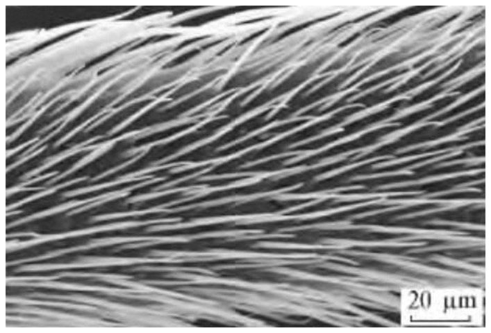 荷叶效应视频大全,荷叶效应原理运用在哪些方面