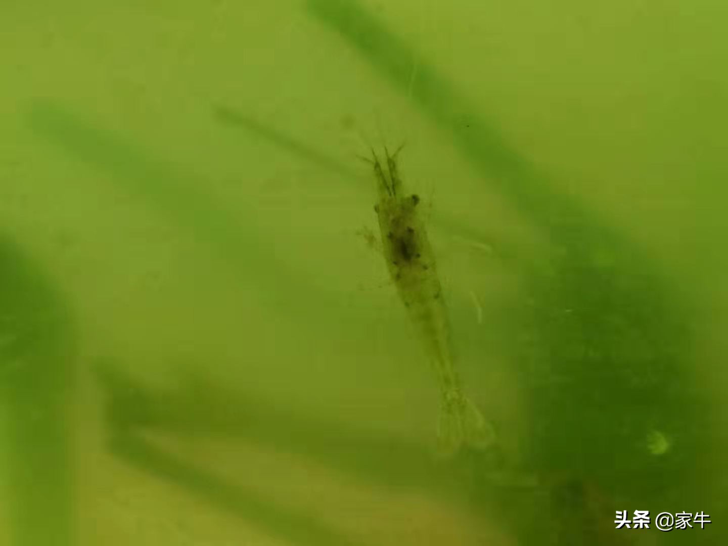 家牛的宠物龟、草金鱼、仙人球日志第327日