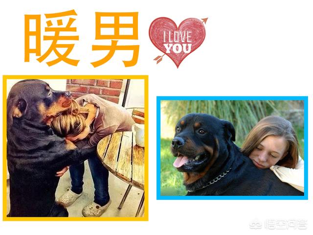 成年罗威纳犬多少钱一只纯种,罗威纳长嘴立耳是纯种的犬吗