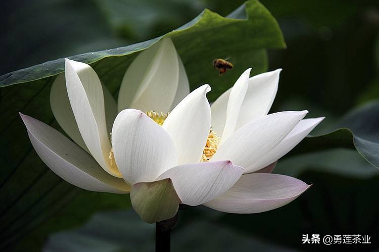 古今贤文劝学篇朗读,古今贤文增广贤文全文解读