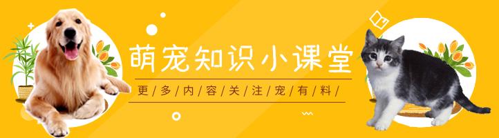 狗狗结膜炎眼屎多怎么处理,狗狗眼角流泪眼屎多上什么眼药水