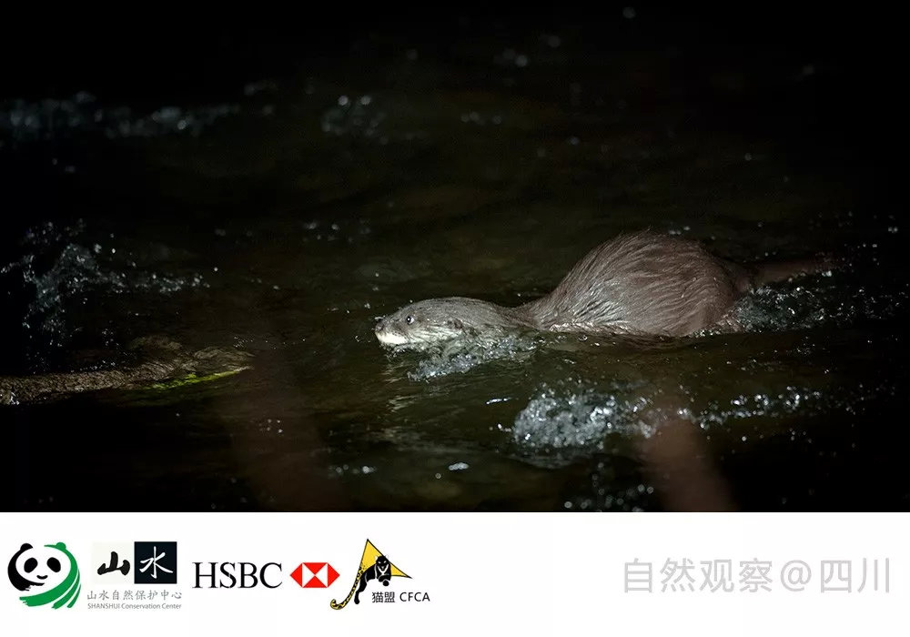 一直网红，持续被遗忘，是时候认真对待中国水獭了